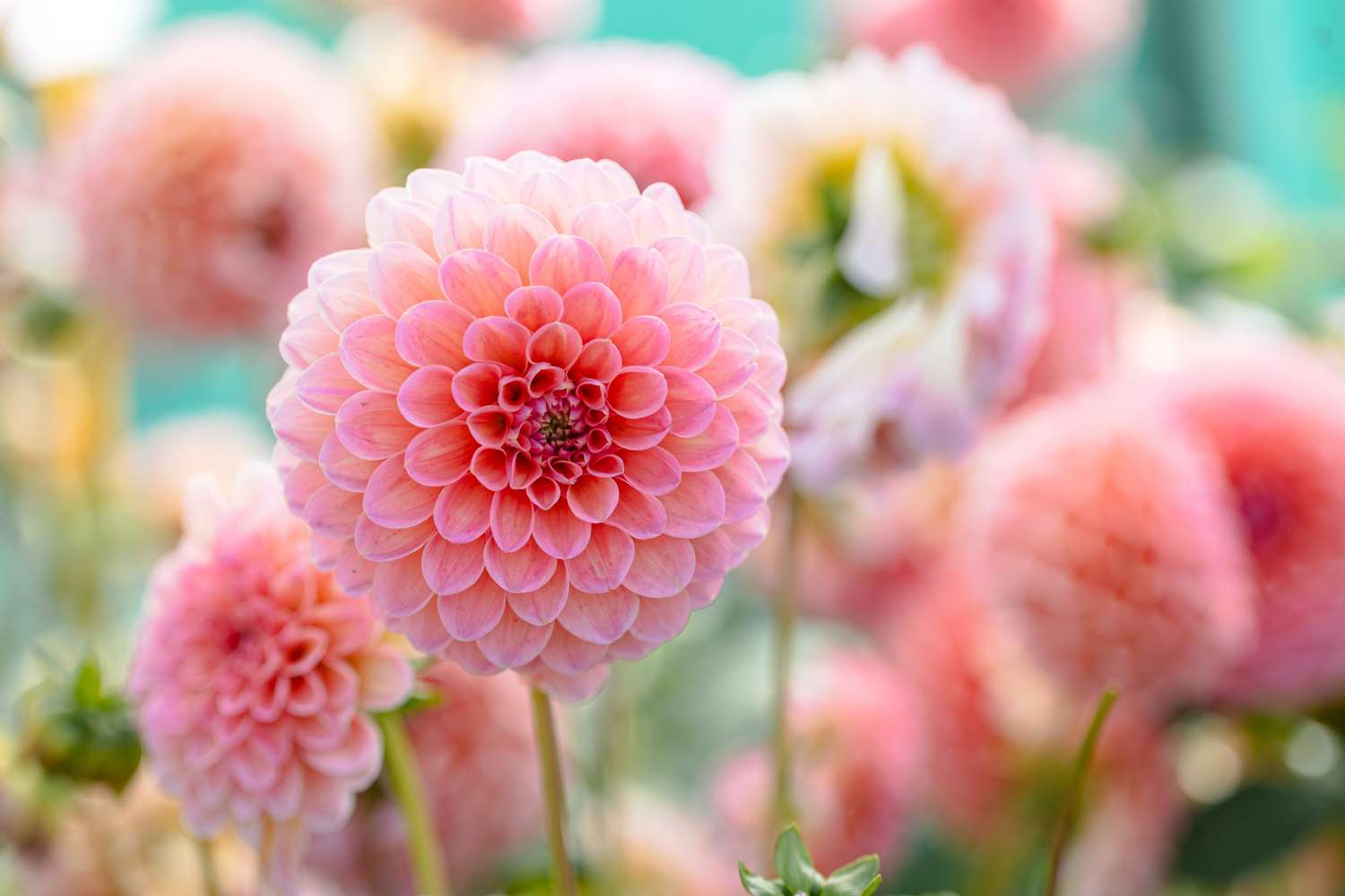 Dahlie ‘Natalie G’ - Dahlia